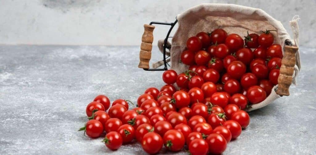 [H3] Comparison of Varieties: Not All Tomatoes are Equal