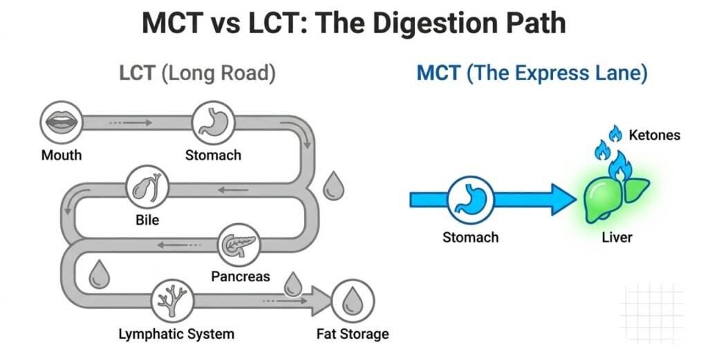 What is MCT? The 2026 Metabolic Guide to the Ultimate Biohacking Oil