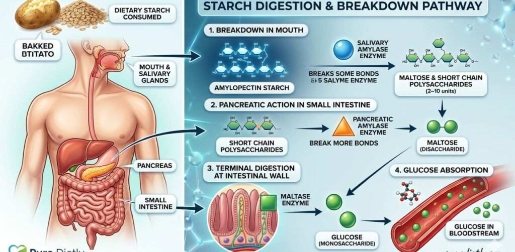  The Science of Starch: Why It Matters